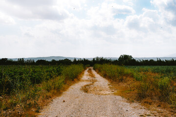A a rural walking and cycling path lane in L'Empordà, Catalonia, Spain near Figueres lined with vineyards and fields.