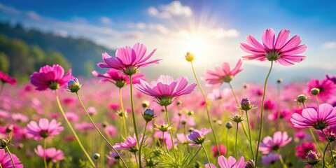 A field of vibrant pink wildflowers swaying gently in the breeze on a sunny day, outdoors, blooming, wildflowers