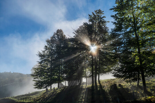 Sunbeam passing through trees in Berchtesgaden national park under cloudy sky, Germany