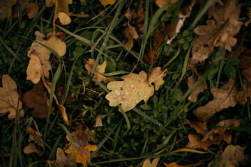 autumn leaves on the ground