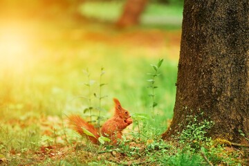 A furry squirrel enjoys snack outdoors