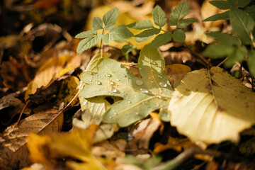 autumn leaves on the ground