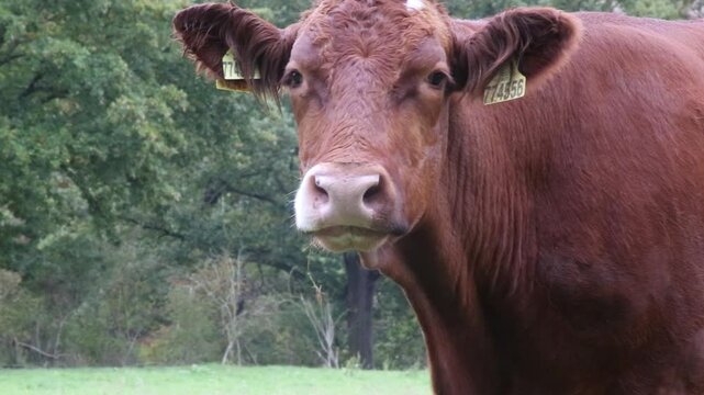 Cows are grazing in a pasture near a farm.