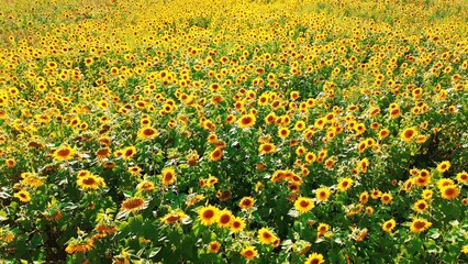 Obraz premium Lush green field covered with fully blooming yellow sunflowers