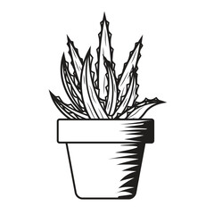 Hand Drawn Aloe Vera