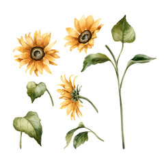 Fototapeta premium Sunflowers. Set of autumn yellow garden flowers. Watercolor hand drawn floral illustration isolated on white background