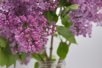 Close-up of lilac blossoms