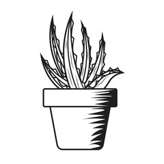Hand Drawn Aloe Vera