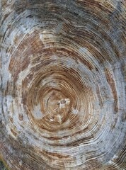 Naklejka premium 大木の切り株の断面