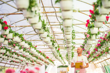 Fototapeta premium Gardener inspecting plants hanging in greenhouse nursery