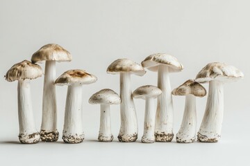 Group of white tall mushrooms on white background