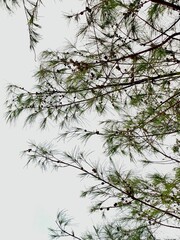 Looking Up Through Pine Tree Branches Against a Clear Sky
