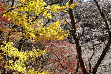 愛知県豊田市小原の四季桜。川見（せんみ）さくら山。秋に咲く桜、紅葉とのコラボ。黄色く色づく銀杏。