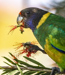 Image of a 28 Parrot (barnardius zonarius semitorquatus), also known as an Australian Ringneck, feeding on a Callistemon flower. Western Australia.