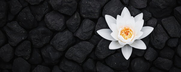 Obraz premium A lotus flower blooming in the darkness, symbolizing the growth and transformation of mental health through support