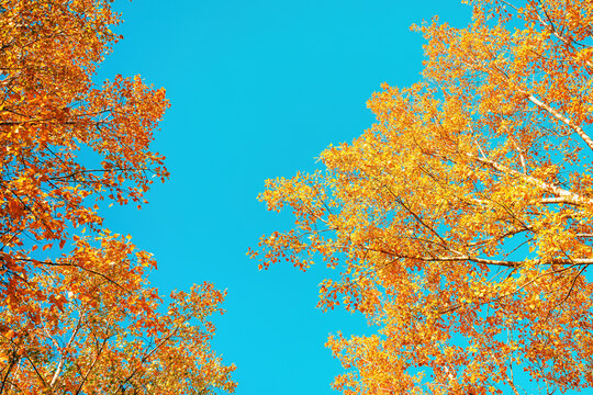 Low angle view of aspen trees in forest in autumn, branches and treetops with vibrant yellow leaves against sunny october sky