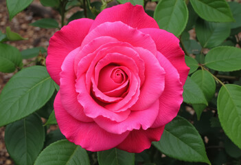 Vibrant pink rose with burst of petals