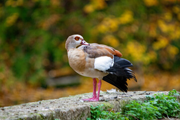 Nilgans auf einem Stein am Ufer