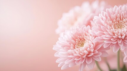 Pink flowers on soft background, perfect for decoration and design.