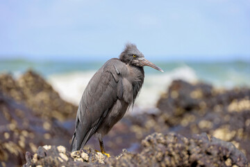 Eastern Reef Heron (Egretta sacra) standing on the rock on the coast of the Andaman sea