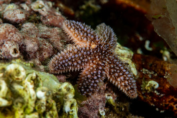 starfish - Asteriidae - Asterias rubens
