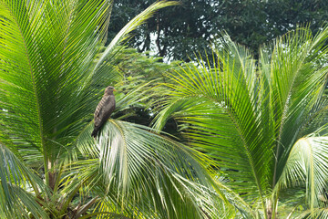 Bird of prey perched among palm trees