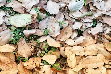 mushrooms in the forest