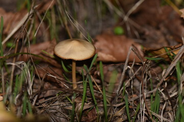 mushrooms in the forest