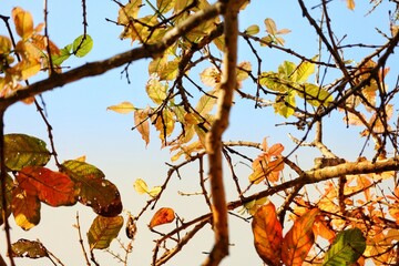 autumn leaves against sky