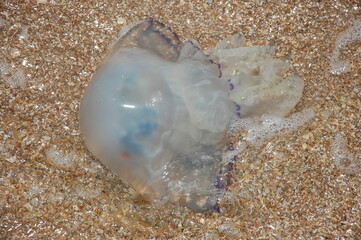 jellyfish on the beach