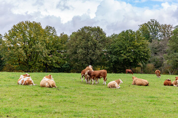 Obraz premium Cows grazing in the pasture