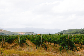 Fototapeta premium Vineyard in L'Empordà, Figueres, Girona, Catalonia, Spain