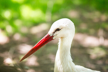 White Stork