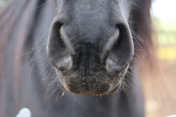 Fototapeta premium horse