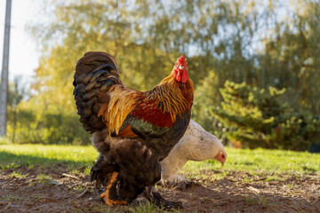 portrait d'un très joli couple de race de poule géante, majestueux mâle sous une lumière naturelle douce