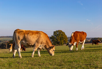 Cows is grazing in a pasture on an autumn day.