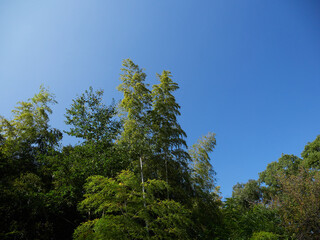 綺麗な青空と緑の竹林の風景