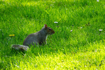A Squirrel is Observant in the Grass on a Sunny Day