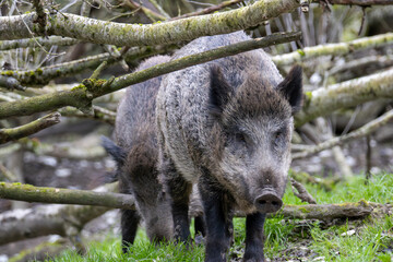 Nahaufnahme von Wildschweinen