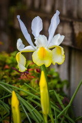 Fototapeta premium A bright yellow and blue iris flowers bloom gracefully by a fence
