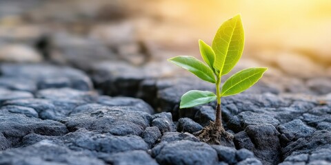 Green plant sprouting from cracked soil with warm sunlight in the background.
