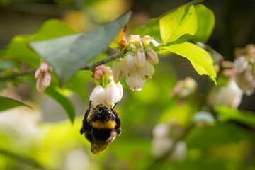 Large bumblebee pollinating on blueberry flowers in a spring garden. Selective focus