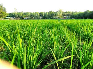Obraz premium Village Beautiful Scenery - Paddy Field, Village Jungle Flowers, Village Evening, Fruit Tree Garden, Village Sunset, Village River