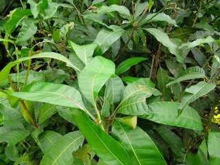 Village Beautiful Scenery - Paddy Field, Village Jungle Flowers, Village Evening, Fruit Tree Garden, Village Sunset, Village River