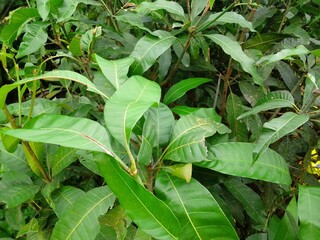 Village Beautiful Scenery - Paddy Field, Village Jungle Flowers, Village Evening, Fruit Tree Garden, Village Sunset, Village River