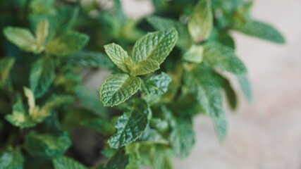 Peppermint. Fresh green leaves on banner wood background.

