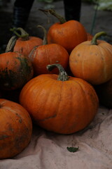 pumpkin on the ground