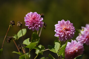 pink and purple flower