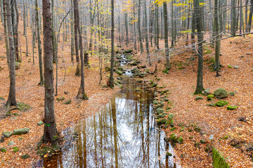  Beech trees wood (Protected by UNESCO), Jizera mountains, North Bohemia, Czech republic