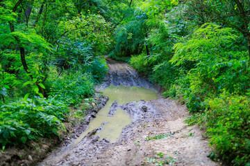 A muddy road in a forest with trees and bushes